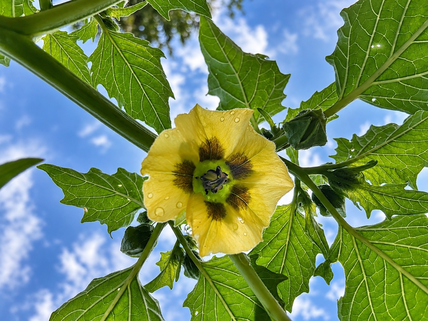Tomatillo Sky