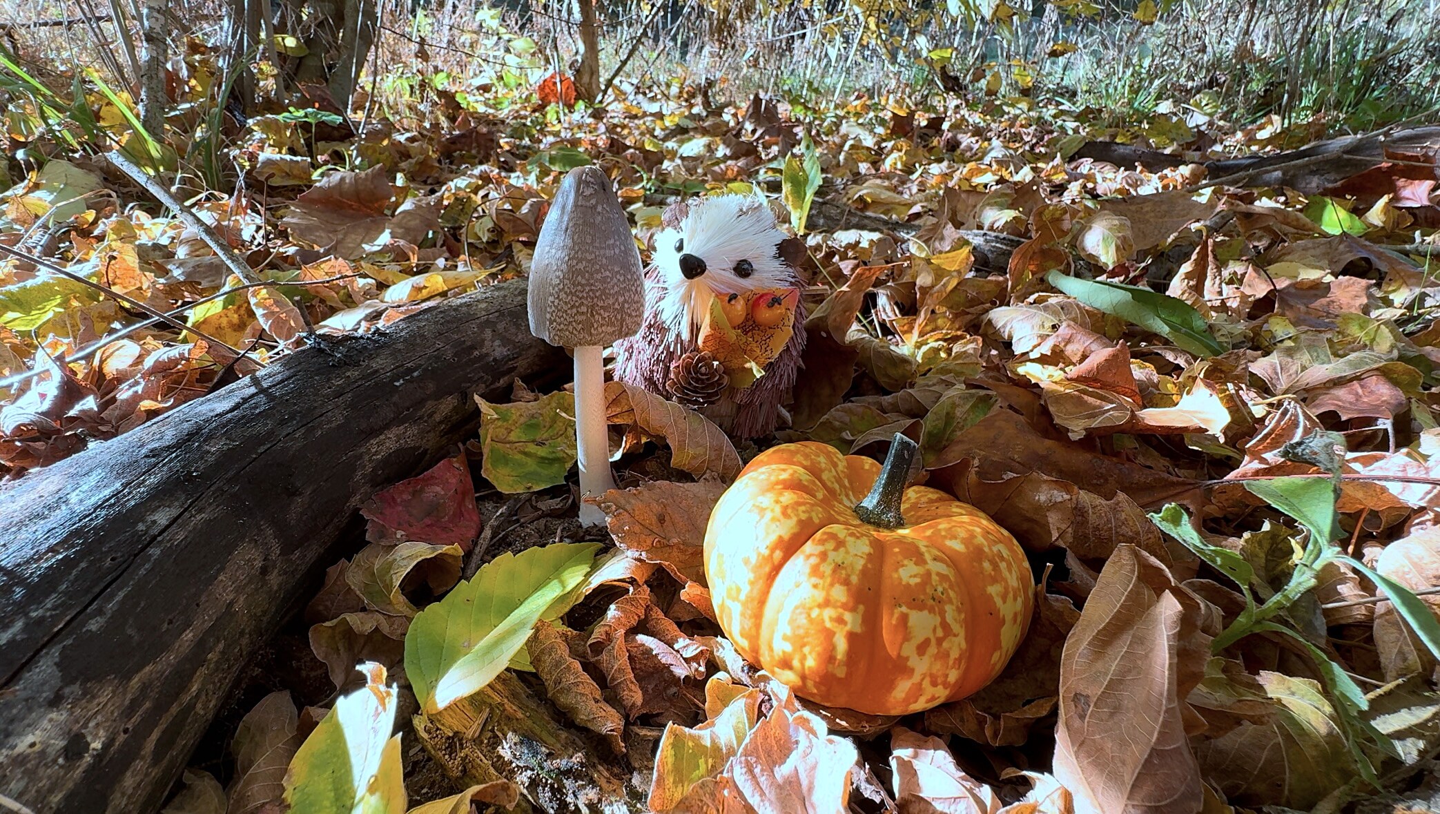 Autumn Companions