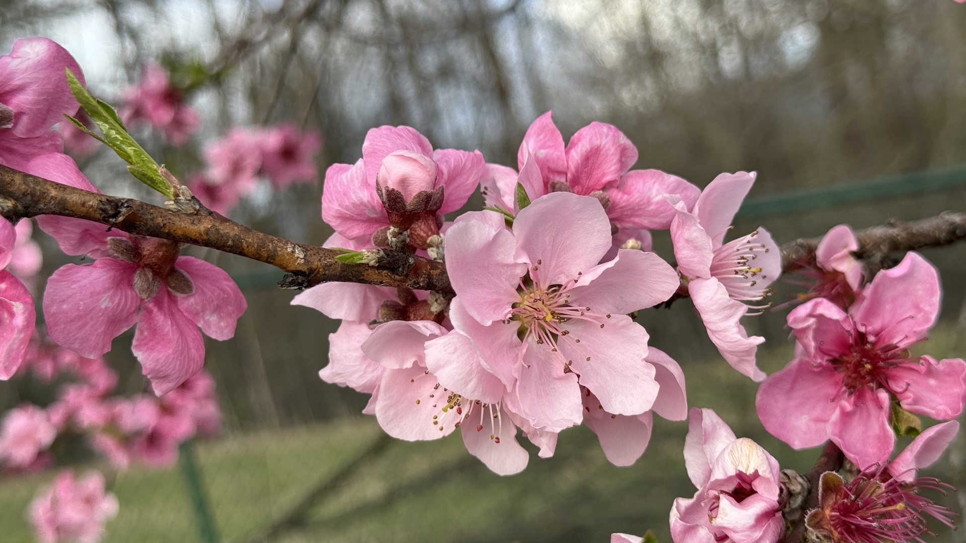 Spring Blush