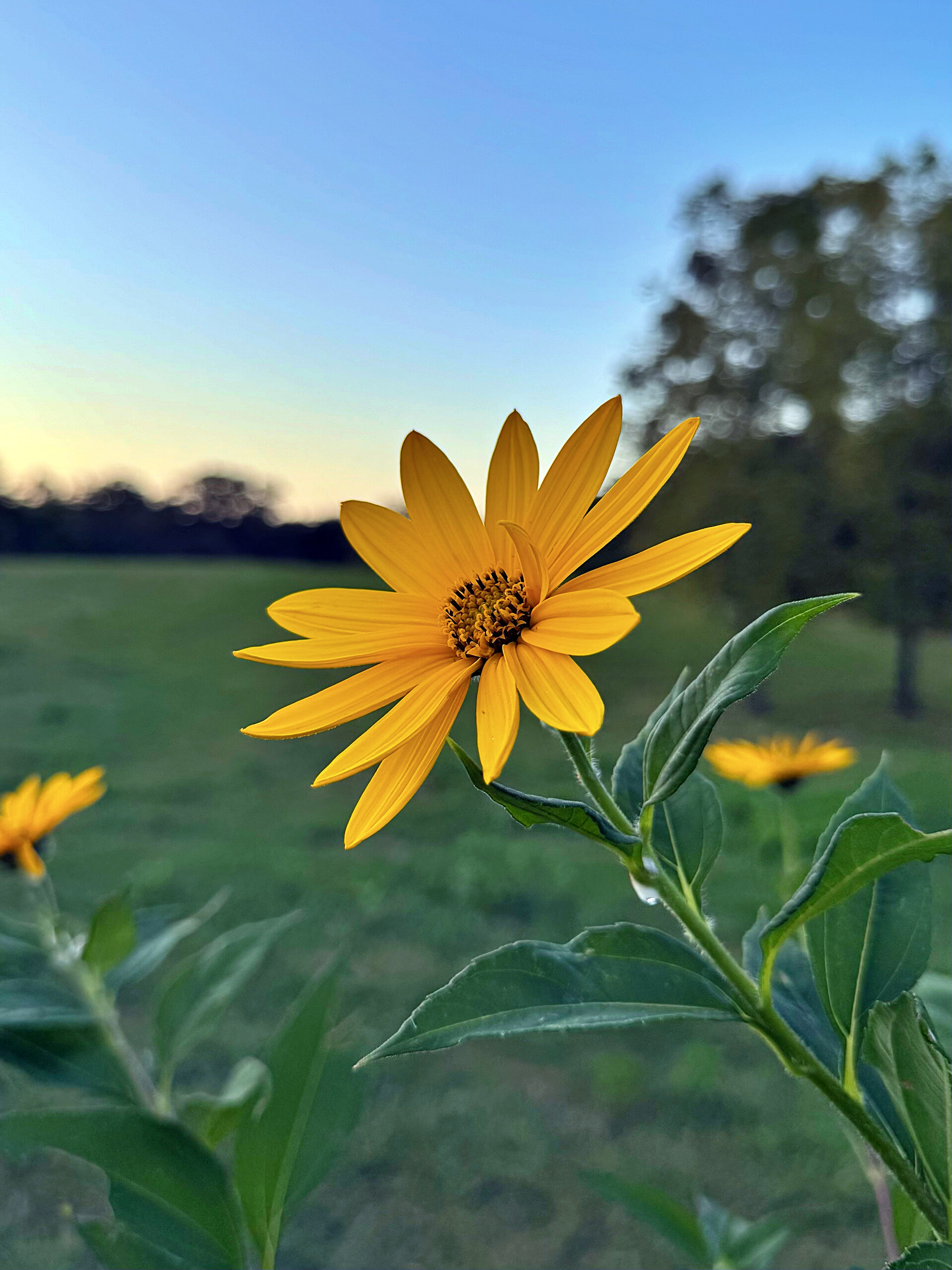 Evening Gold