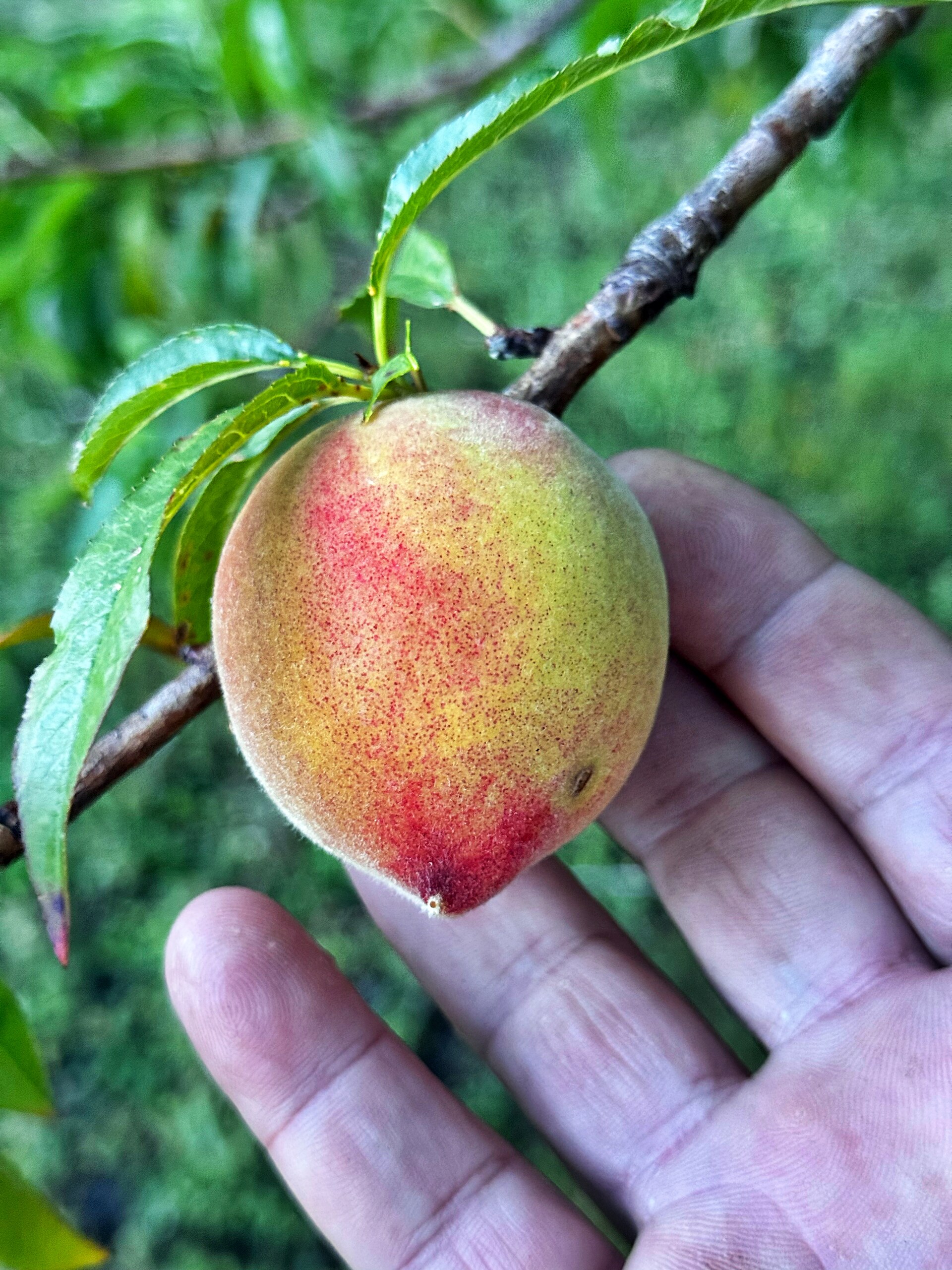 Nature’s Gift