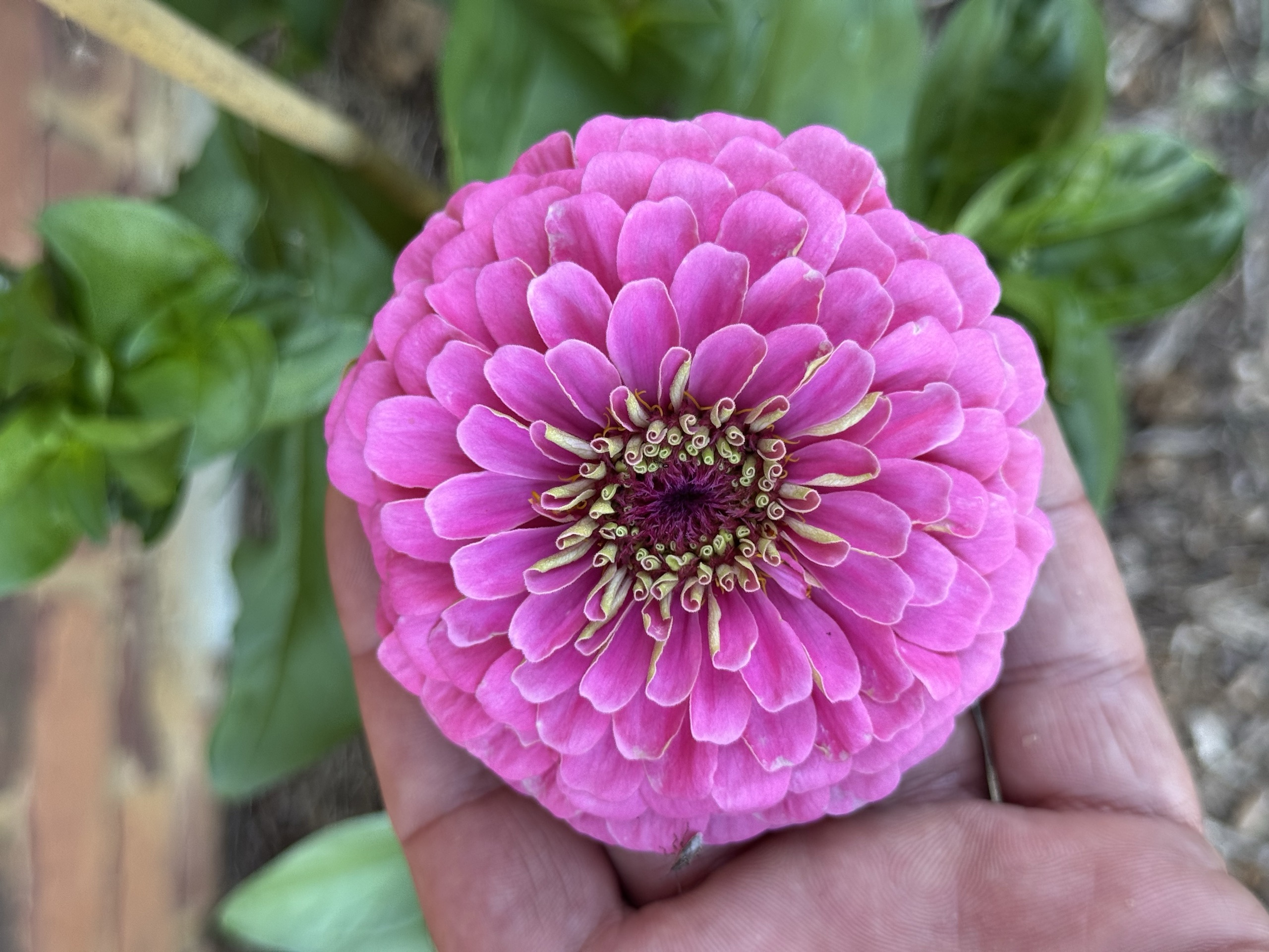 Pink Perfection