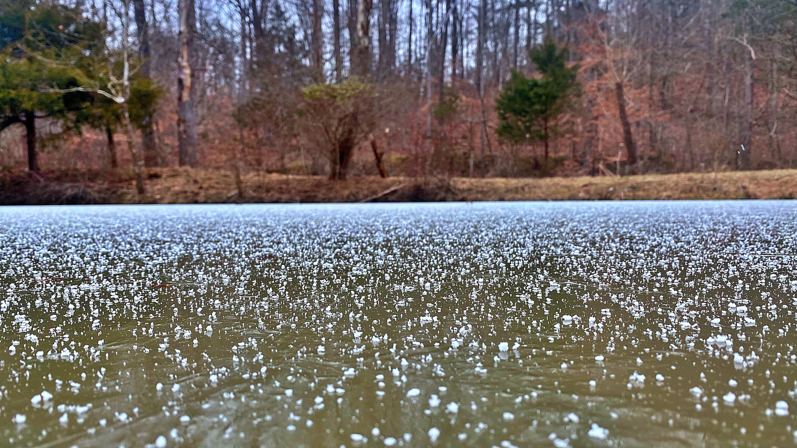 Ice Blossoms